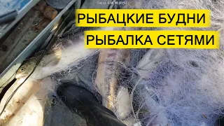 БУДНИ РЫБАКА. РЫБАЛКА СЕТЯМИ НА АМУРЕ.