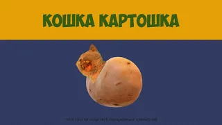 КОШКА   КАРТОШКА