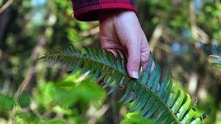 Outdoor Exploration with Emily: so many different ferns!