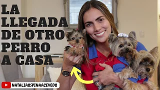 La llegada de un NUEVO perro a mi casa - Tips by Natalia Ospina