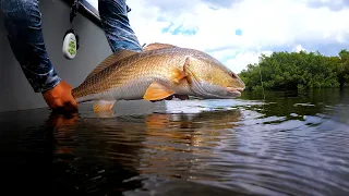 Fishing Tampa Bay Florida (Species Slam)