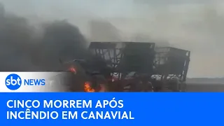 Incêndio em canavial mata cinco trabalhadores em São Simão (GO) | SBT News