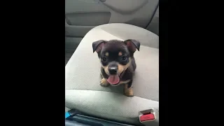 Dogs on their first car ride - Cute and funny animal compilation