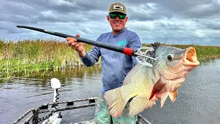 World Record size Tilapia with a Throw Spear! (Extreme Catch & Cook)