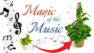 Magical Music a Stimulation for Plants to Grow Faster and Healthier