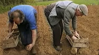 Potatoes being planted in Ireland the old way!