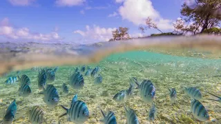 How researchers are trying to save the Great Barrier Reef | Sustainable Energy