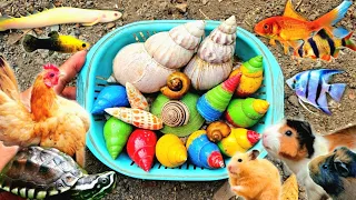 Hunting Snail, Cute Animal - Mencari Bekicot Dan Menangkap Ikan Hias, Ayam Kate, Kelomang, Kura kura