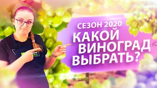 КАК ВЫРАСТИТЬ БОГАТЫЙ УРОЖАЙ ВИНОГРАДА В СИБИРИ и НЕ ТОЛЬКО?