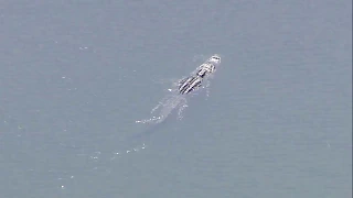 Police: Witness saw gator attack woman walking her dogs in a Florida park