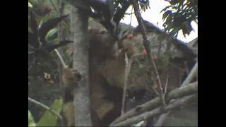 Dr. Dabek with a Tree Kangaroo Joey