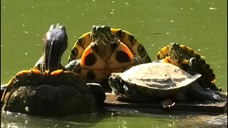 Черепашье озеро в Крыму. Красноухая черепаха || Turtle lake in the Crimea. Red-eared turtle.