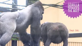 Female Gorilla Asking Male To Mate | Kyoto Zoo