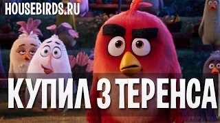 Как потратить 1.5 млн за пару секунд в House Birds. Пин коды колесо фортуны в housebirds.