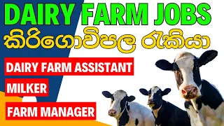 Dairy farm jobs with free visa sponsorship | කිරිගොවිපල රැකියා (නොමිලේ වීසා)