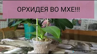 Орхидея во мхе. Особенности ухода.