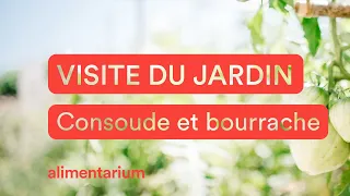 Visite du Jardin - Consoude et bourrache