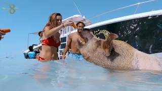 Swim With The Pigs