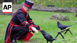 Meet the tower of London's new raven master