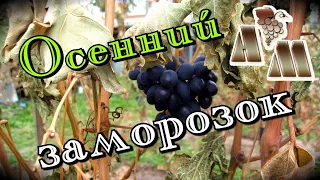 🍇 Первые осенние заморозки на винограднике