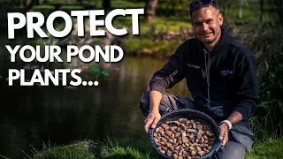Stop fish RUINING your Pond Plants...