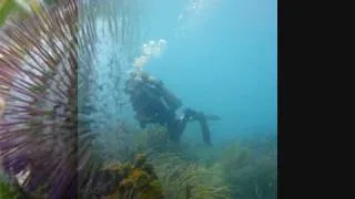 Buceo en Los Roques- Venezuela feb/09