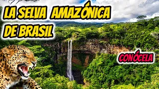 LA SELVA DE BRASIL, La selva de Brasil documental, LA SELVA AMAZONICA DE BRASIL