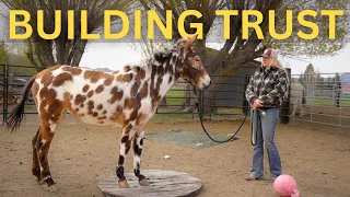 TRAINING a Young MULE: Haltering & SCARY OBJECTS