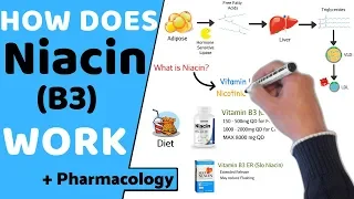 How does Niacin (B3) Work? (+ Pharmacology)