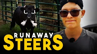 Runaway Steers - Horse Shelter Heroes S4E26