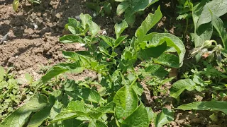 Colorado Beetle larvae are eating my potatoes, how to control potato beetle in 2020