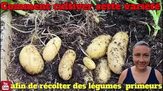 Comment cultiver des pommes de terre à la maison 🤔 et avoir des récoltes de  pro !! 👍🥔