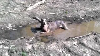 Happy as a Pig in Mud!