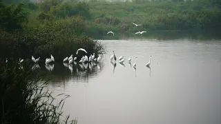 много аистов