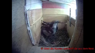 Drama im Nistkasten, Spatzen als Killer. Drama in the nest box