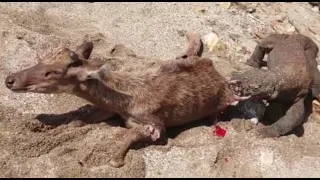 POOR DEER " EATING ALIVE BY KOMODO "