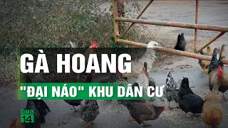 100 con gà hoang làm đảo lộn cuộc sống của người dân ngôi làng ở Anh | VTC14