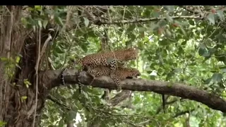 Rare Video of Leopard Mating In Bandhavgarh National Park Madhya Pradesh