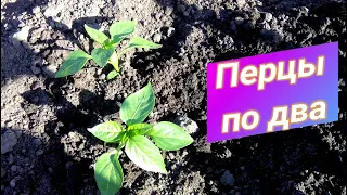 👍👩🏻‍🌾🌱ВЫСАЖИВАЕМ ПЕРЦЫ ПО ДВА В ОДНУ ЛУНКУ