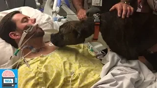 Hund nimmt Abschied vom sterbenden Herrchen! Rührendes Video!