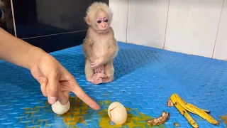 Baby monkey Abi mischievously destroys things and how to handle it from his mother