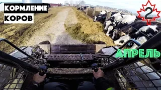 Чем кормим коров на ферме в Канаде. Рабочий день на ферме