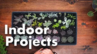 Houseplant Care | Repotting African Violets, Succulents & Begonias! 💐🏡 // Garden Answer