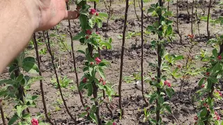 Обрізка  однорічних колоновидних і звичайних яблунь /Pruning of one-year columnar and ordinary apple