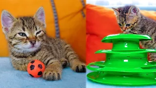 The Orphan Kitten Does Not Want to Share His Toy And Fiercely Guards It | Lucky Paws