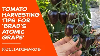 Tomato harvesting tips for 'Brads Atomic Grape'