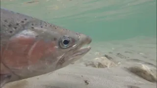 Fly fishing for rainbow trout in a beautiful South Island river, New Zealand