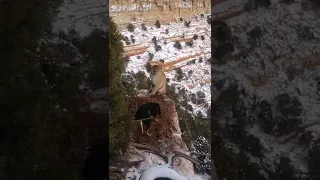 Mountain lion hunting