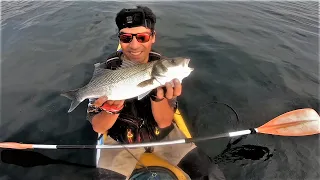 Pêche du Bar aux leurres durs en Kayak