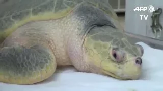 Sea Turtles With Tumors Fill Florida Hospital
